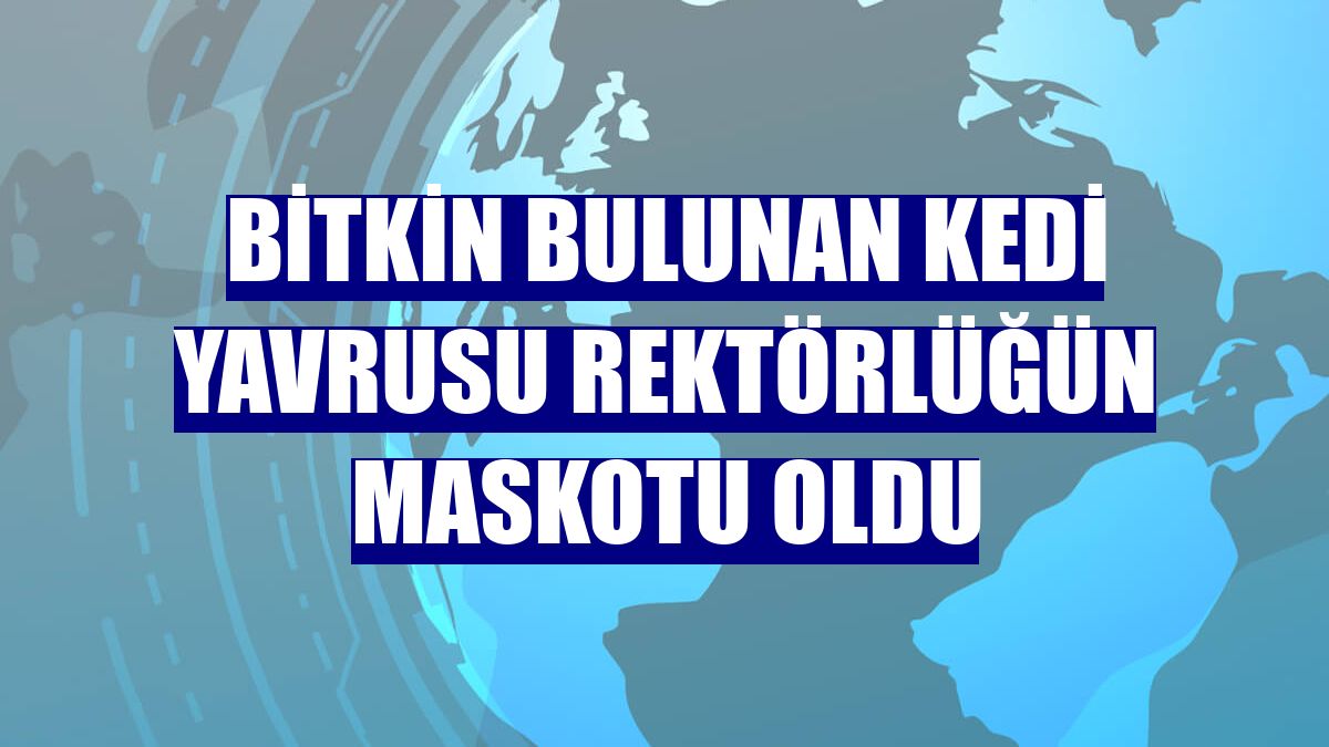 Bitkin bulunan kedi yavrusu rektörlüğün maskotu oldu