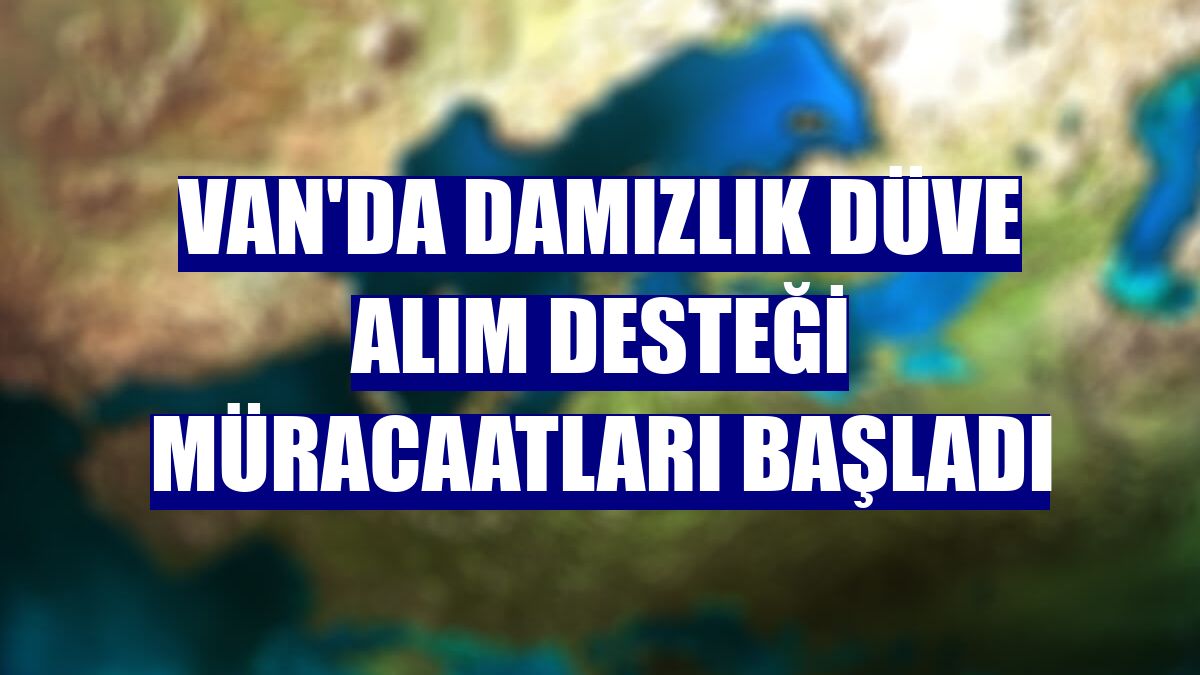 Van'da damızlık düve alım desteği müracaatları başladı