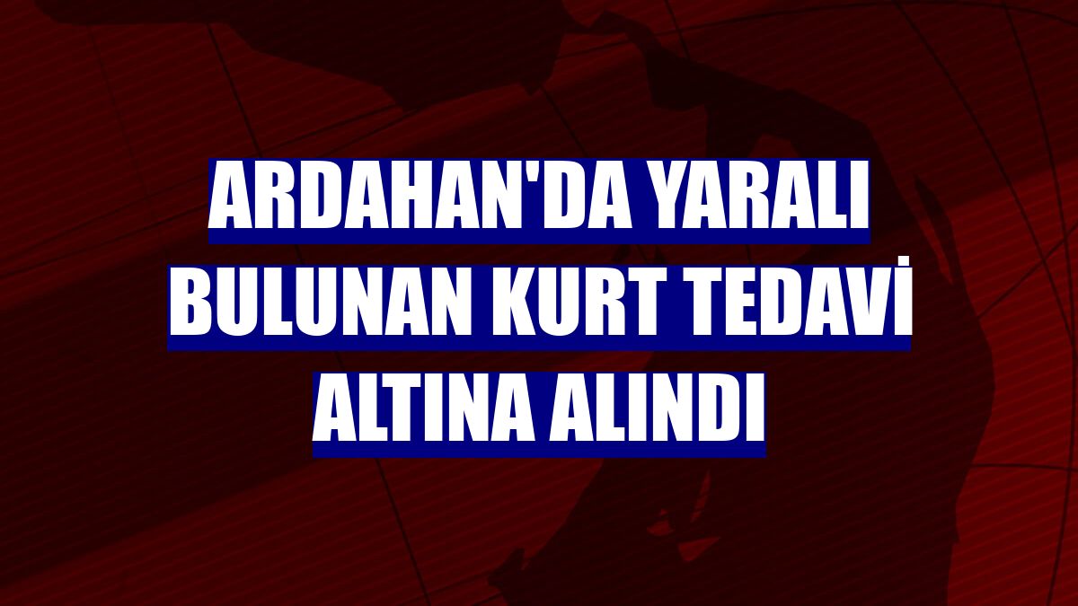 Ardahan'da yaralı bulunan kurt tedavi altına alındı