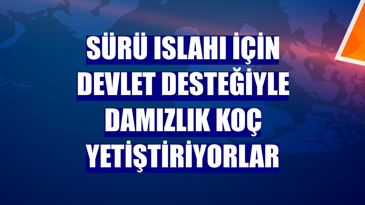 Sürü ıslahı için devlet desteğiyle damızlık koç yetiştiriyorlar