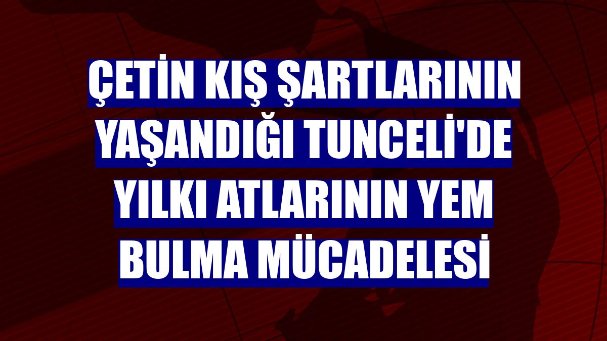 Çetin kış şartlarının yaşandığı Tunceli'de yılkı atlarının yem bulma mücadelesi