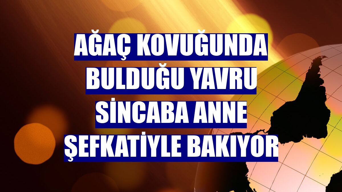 Ağaç kovuğunda bulduğu yavru sincaba anne şefkatiyle bakıyor