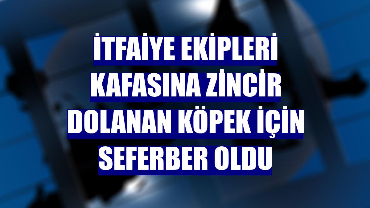 İtfaiye ekipleri kafasına zincir dolanan köpek için seferber oldu