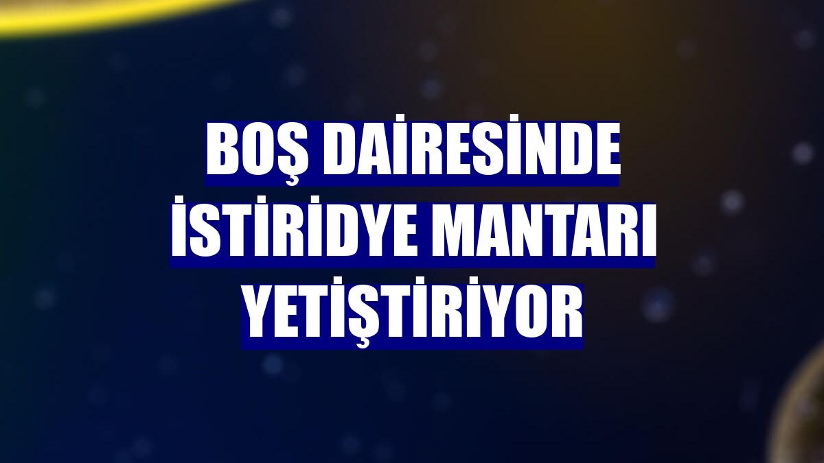 Boş dairesinde istiridye mantarı yetiştiriyor