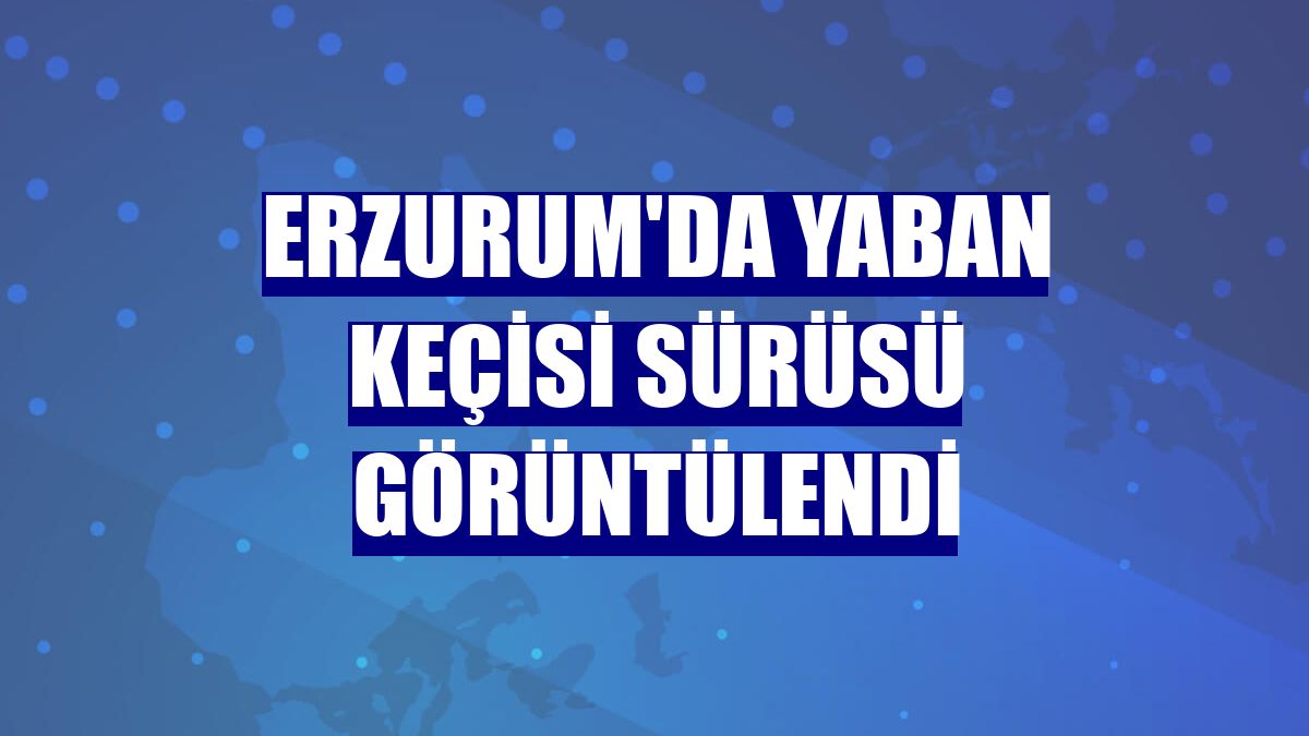 Erzurum'da yaban keçisi sürüsü görüntülendi