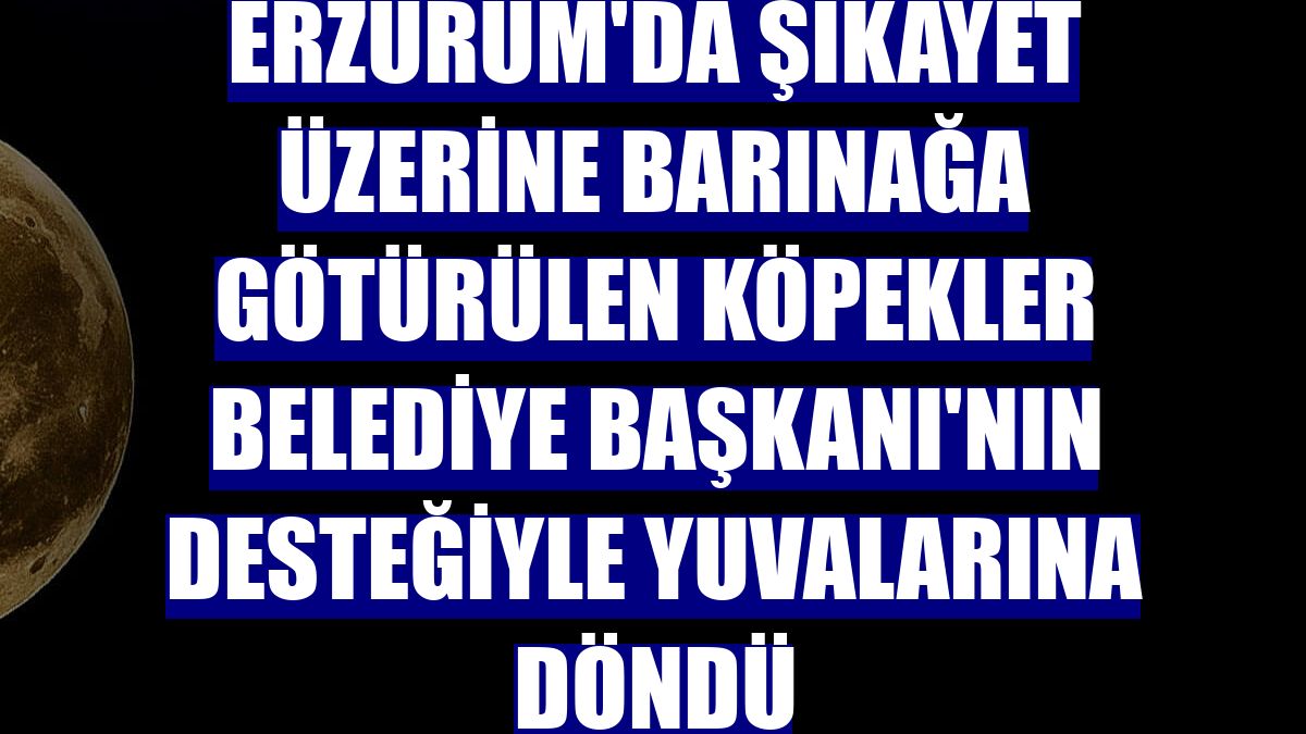 Erzurum'da şikayet üzerine barınağa götürülen köpekler Belediye Başkanı'nın desteğiyle yuvalarına döndü