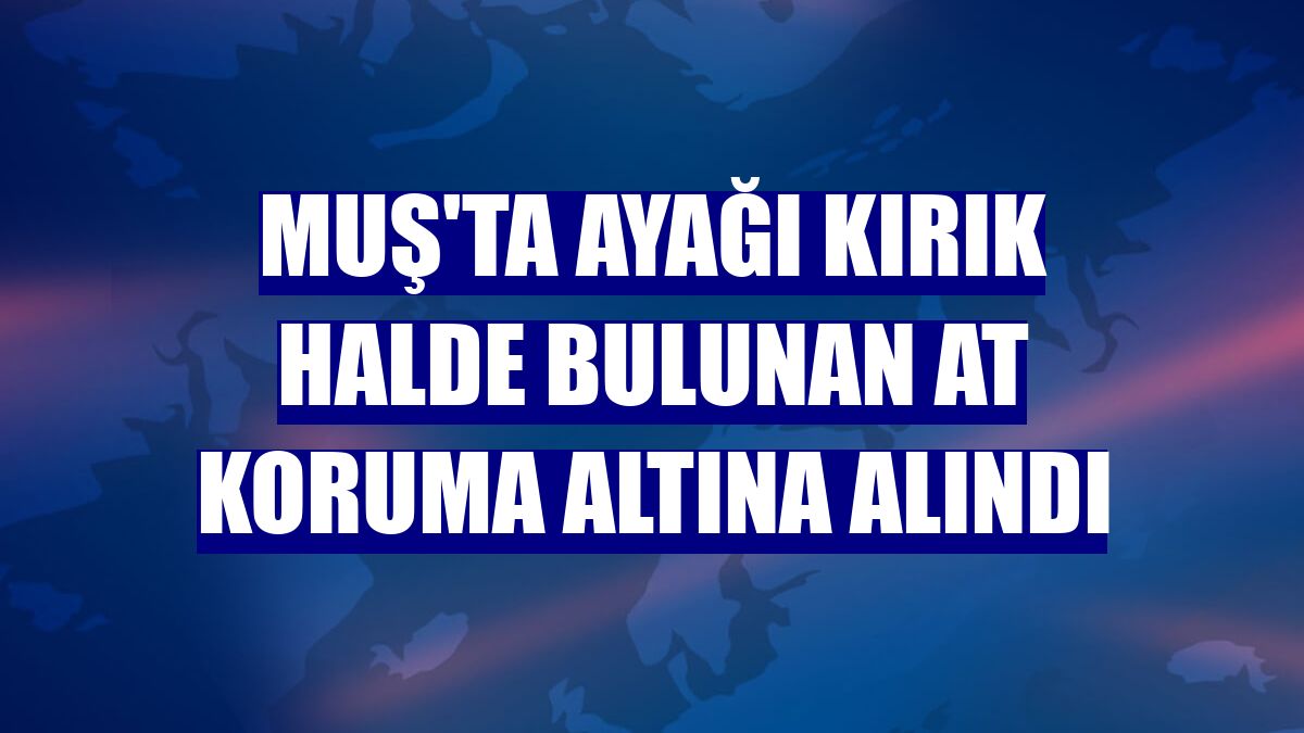 Muş'ta ayağı kırık halde bulunan at koruma altına alındı