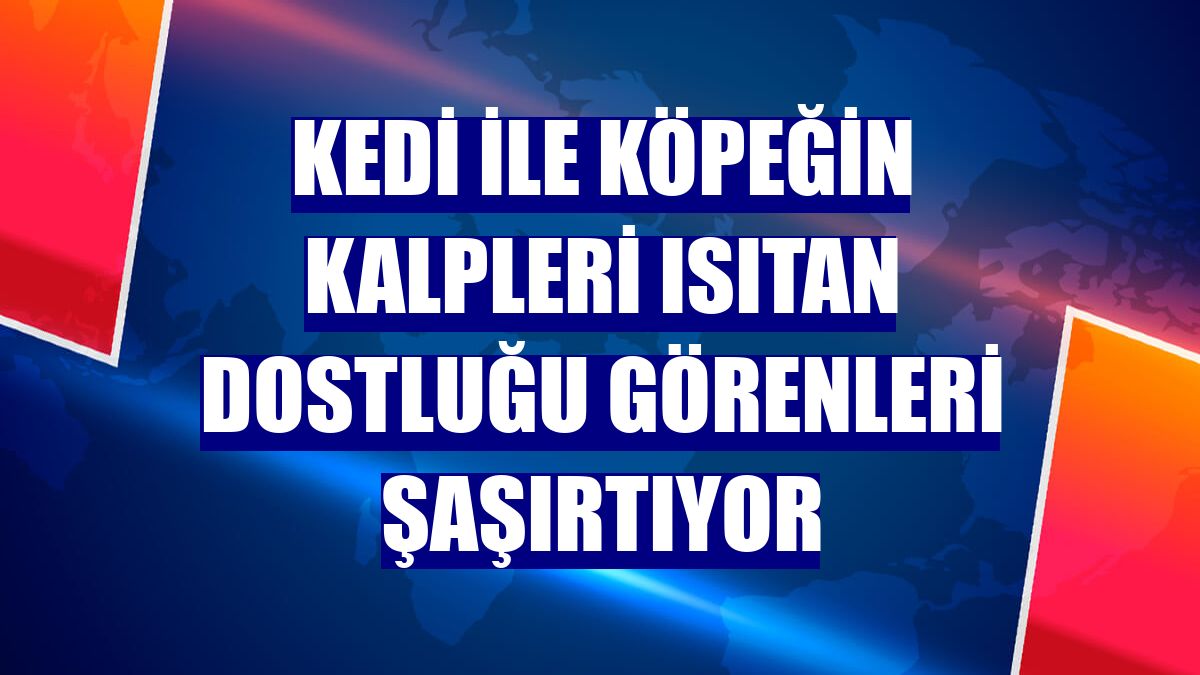 Kedi ile köpeğin kalpleri ısıtan dostluğu görenleri şaşırtıyor