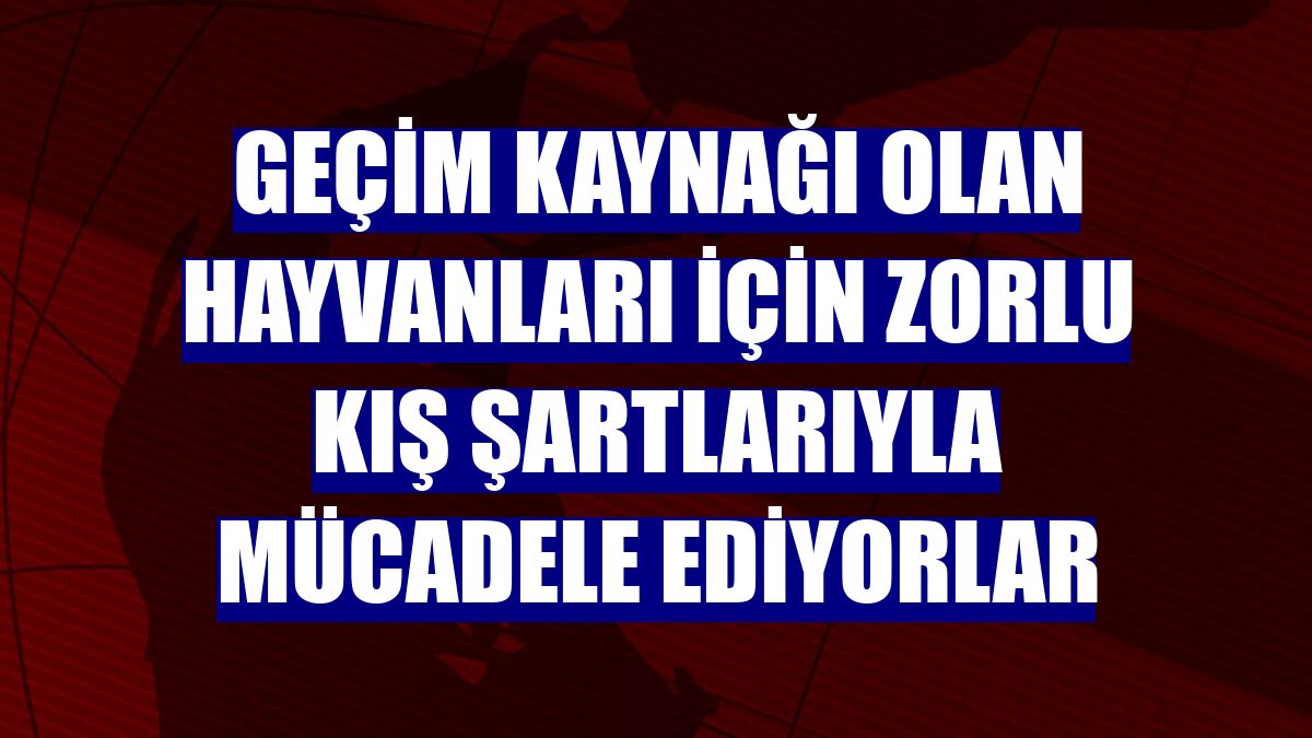 Geçim kaynağı olan hayvanları için zorlu kış şartlarıyla mücadele ediyorlar