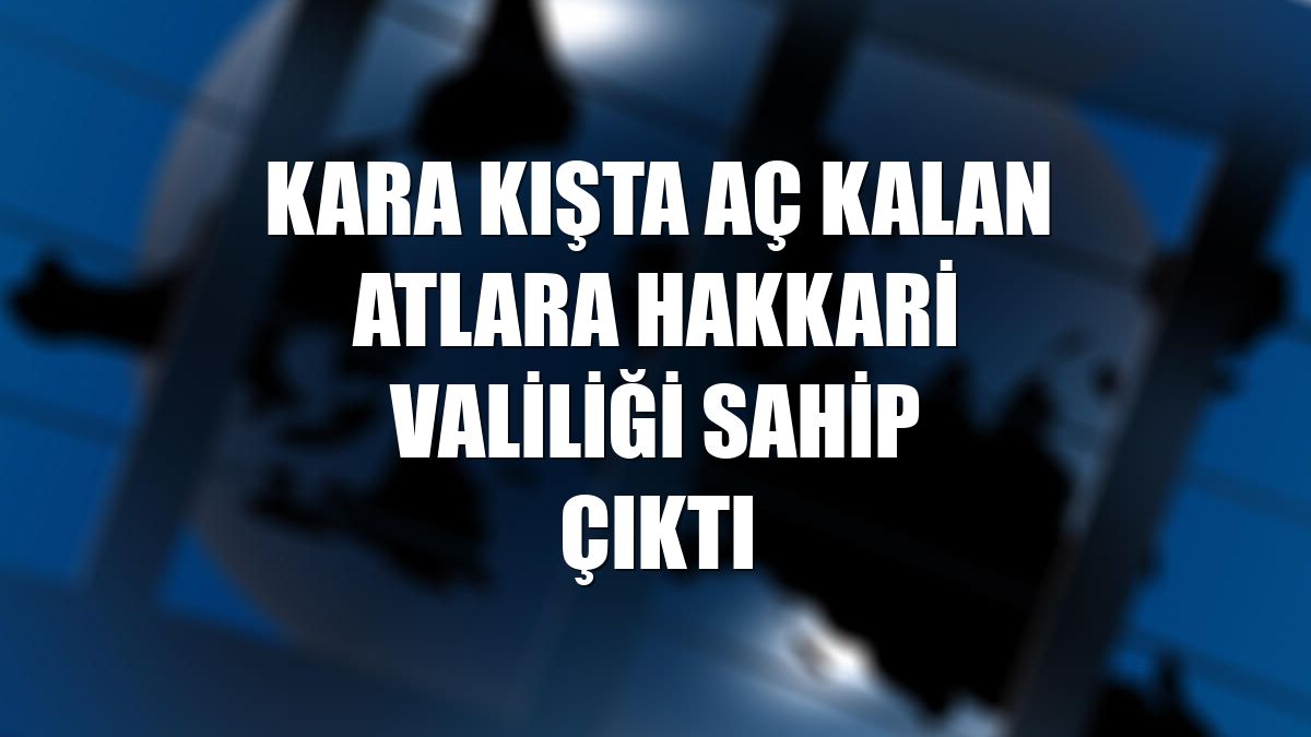 Kara kışta aç kalan atlara Hakkari Valiliği sahip çıktı