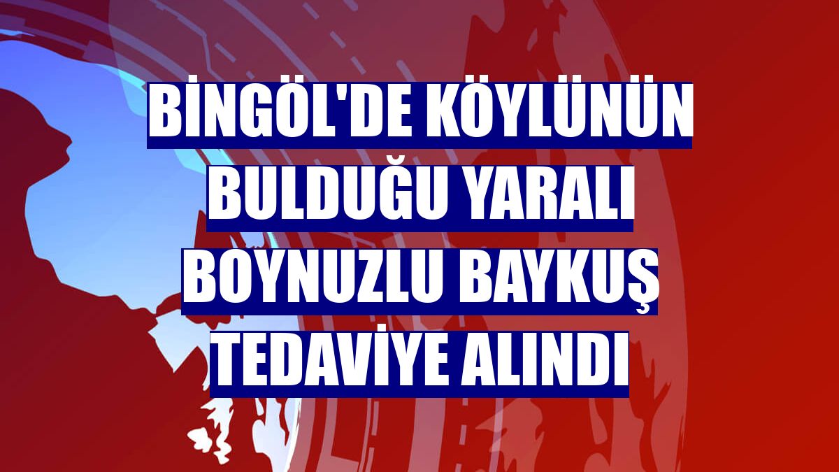 Bingöl'de köylünün bulduğu yaralı boynuzlu baykuş tedaviye alındı