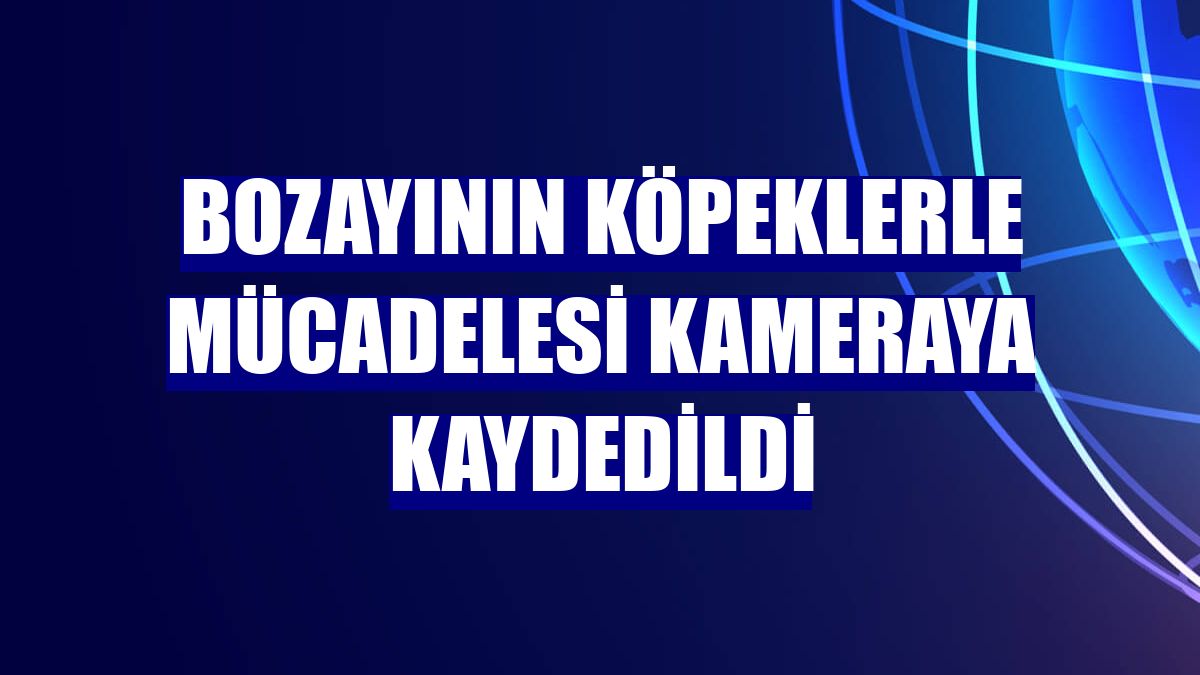 Bozayının köpeklerle mücadelesi kameraya kaydedildi