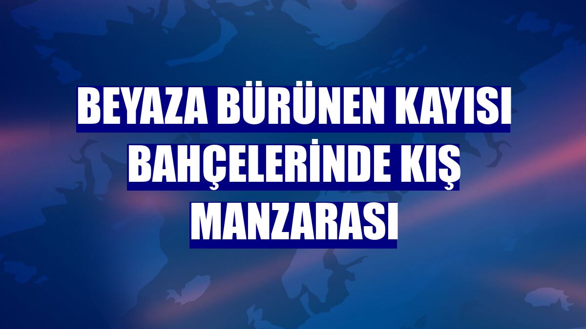 Beyaza bürünen kayısı bahçelerinde kış manzarası