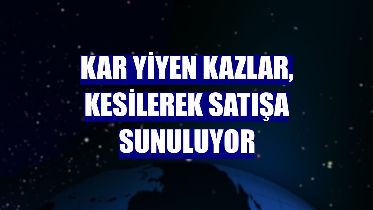 Kar yiyen kazlar, kesilerek satışa sunuluyor