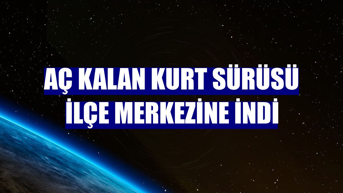 Aç kalan kurt sürüsü ilçe merkezine indi