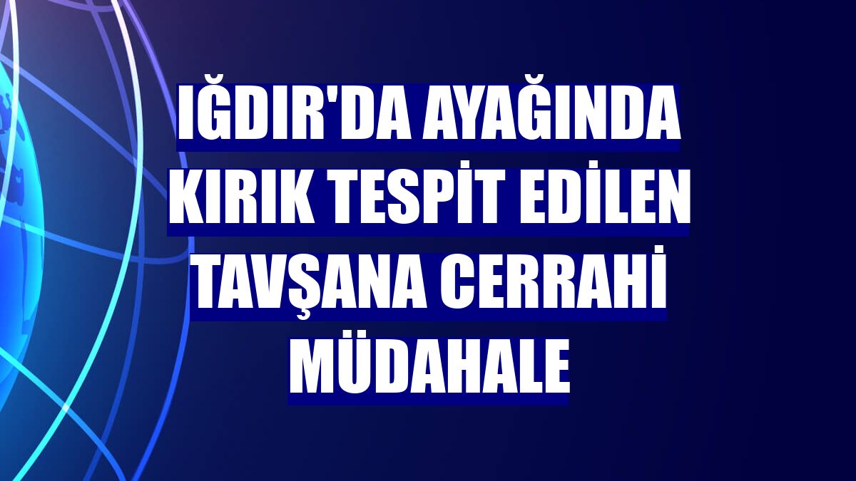 Iğdır'da ayağında kırık tespit edilen tavşana cerrahi müdahale
