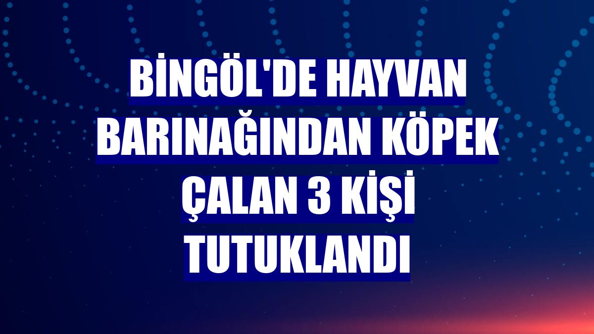 Bingöl'de hayvan barınağından köpek çalan 3 kişi tutuklandı