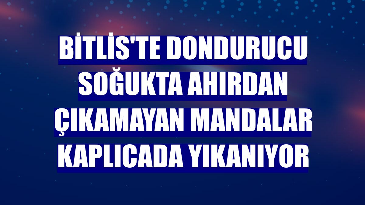 Bitlis'te dondurucu soğukta ahırdan çıkamayan mandalar kaplıcada yıkanıyor