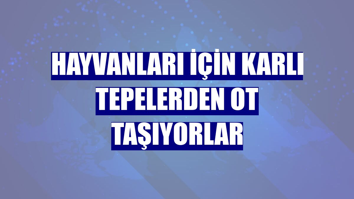 Hayvanları için karlı tepelerden ot taşıyorlar
