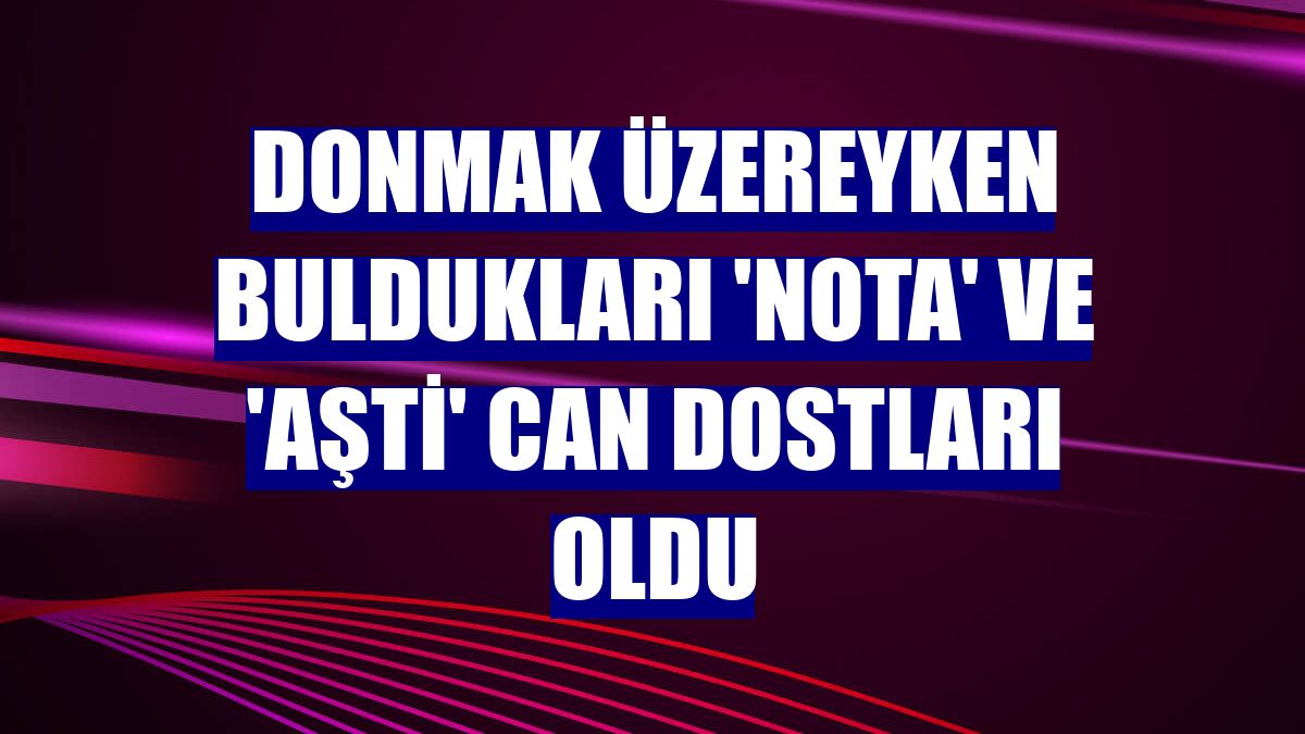 Donmak üzereyken buldukları 'Nota' ve 'Aşti' can dostları oldu
