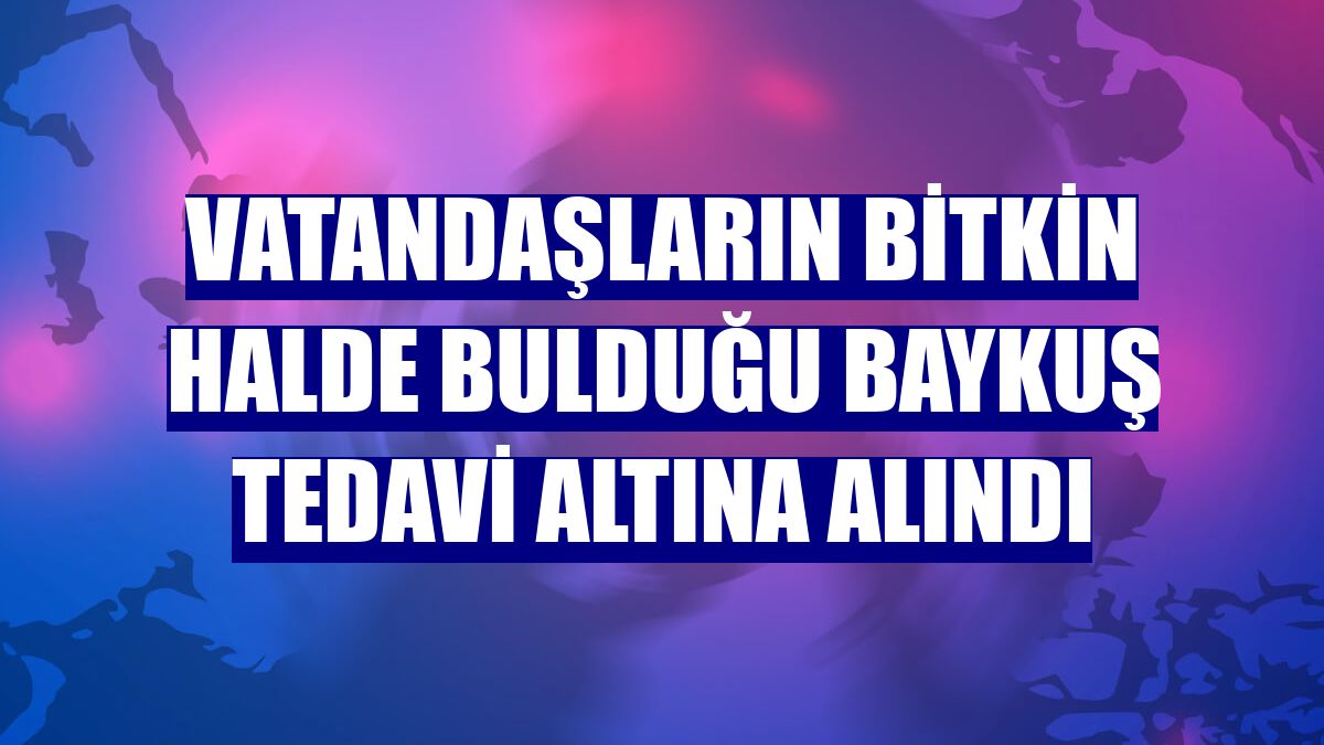 Vatandaşların bitkin halde bulduğu baykuş tedavi altına alındı