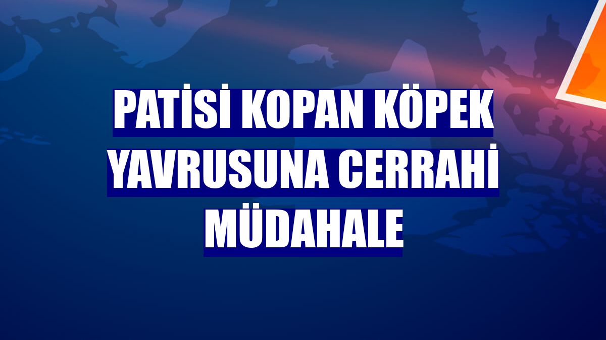 Patisi kopan köpek yavrusuna cerrahi müdahale