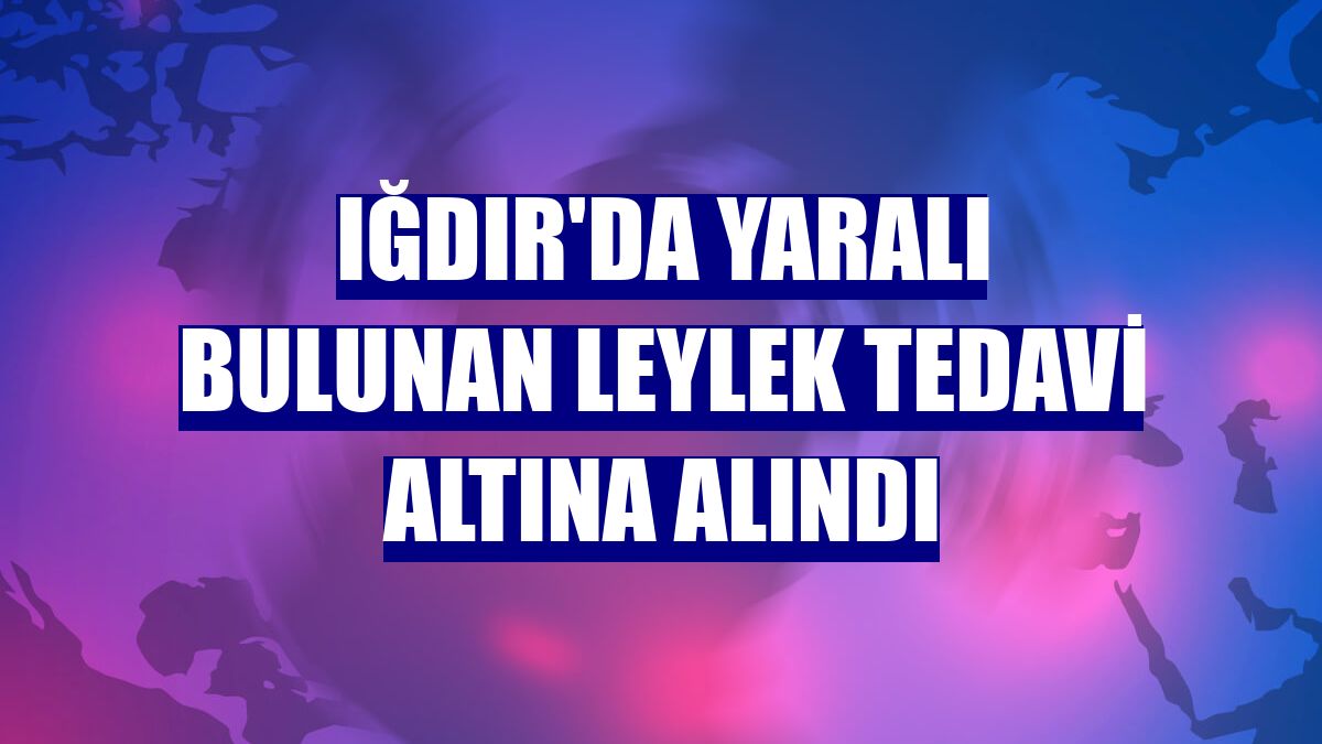 Iğdır'da yaralı bulunan leylek tedavi altına alındı