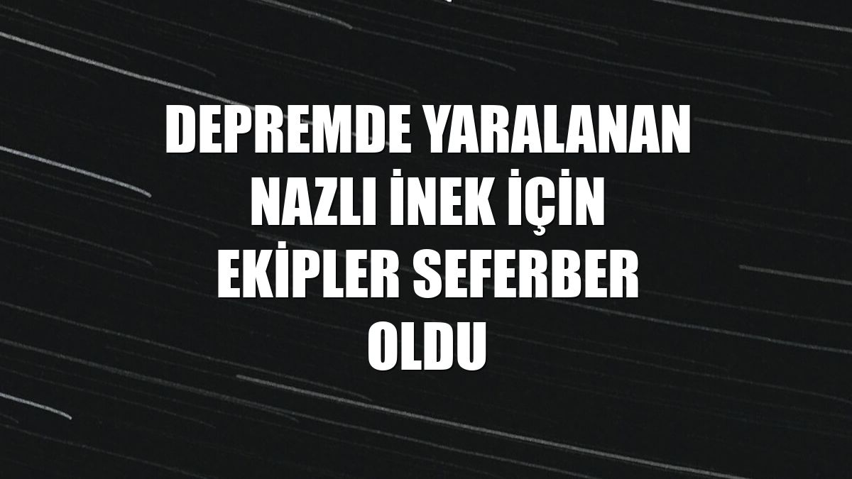 Depremde yaralanan Nazlı inek için ekipler seferber oldu