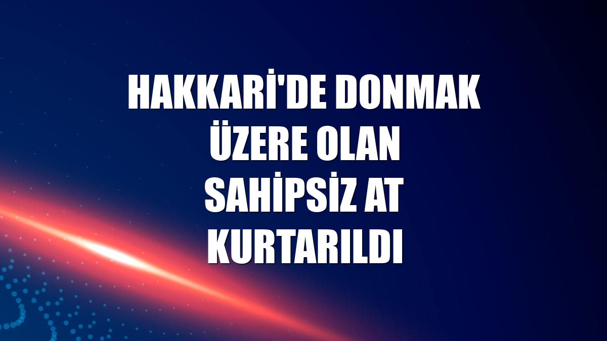Hakkari'de donmak üzere olan sahipsiz at kurtarıldı