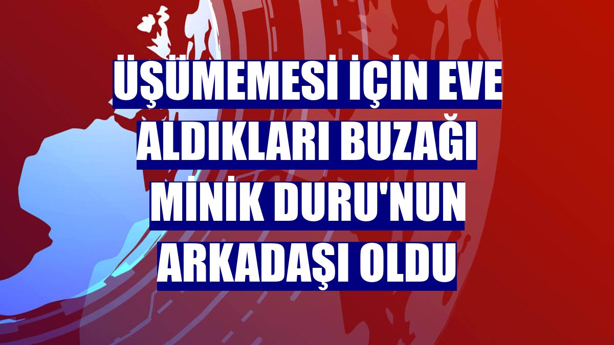 Üşümemesi için eve aldıkları buzağı minik Duru'nun arkadaşı oldu