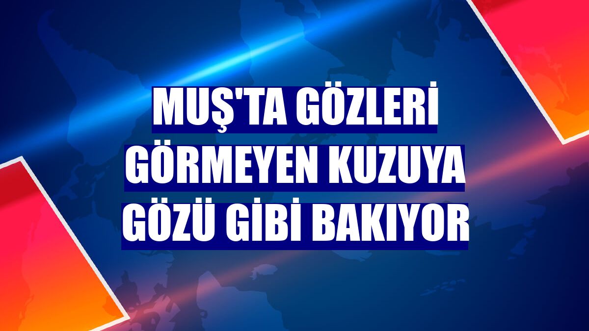 Muş'ta gözleri görmeyen kuzuya gözü gibi bakıyor