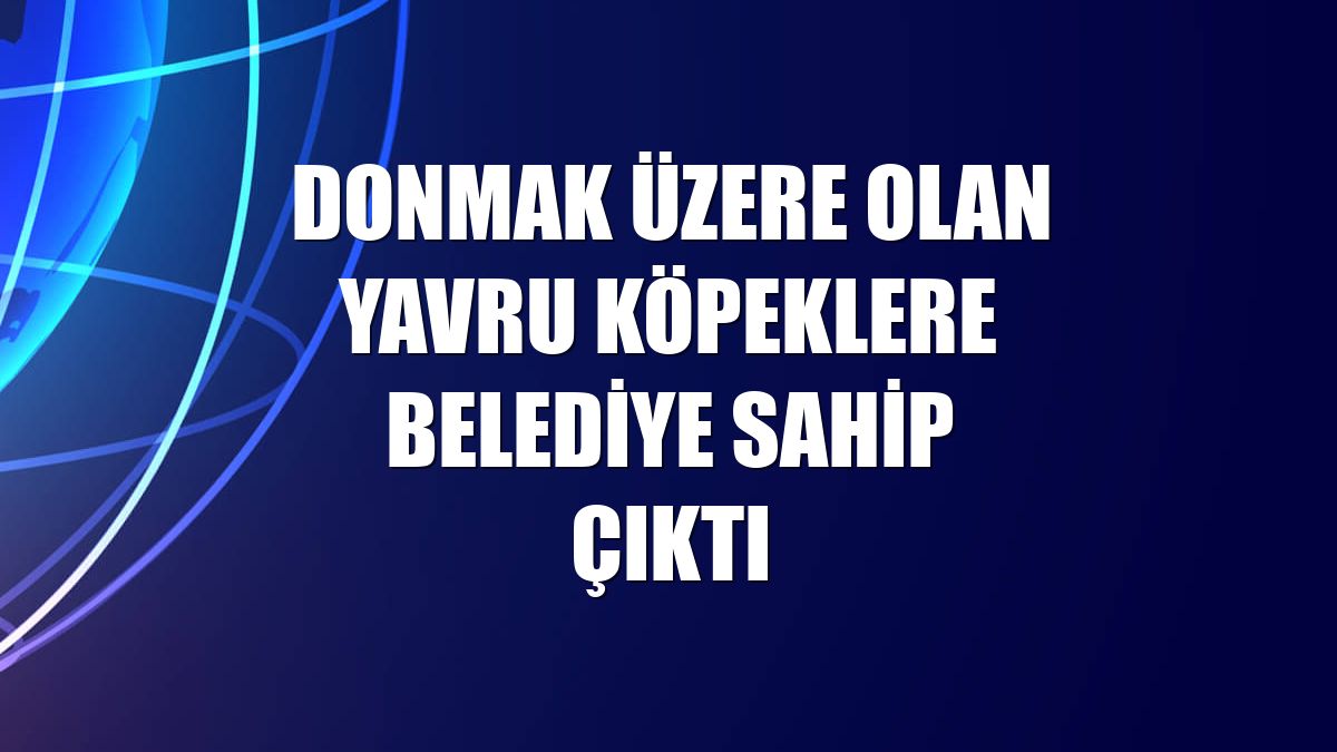 Donmak üzere olan yavru köpeklere belediye sahip çıktı