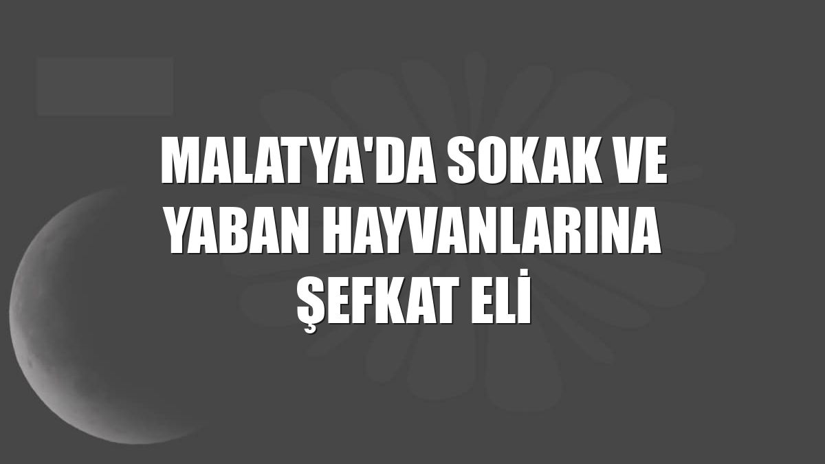 Malatya'da sokak ve yaban hayvanlarına şefkat eli