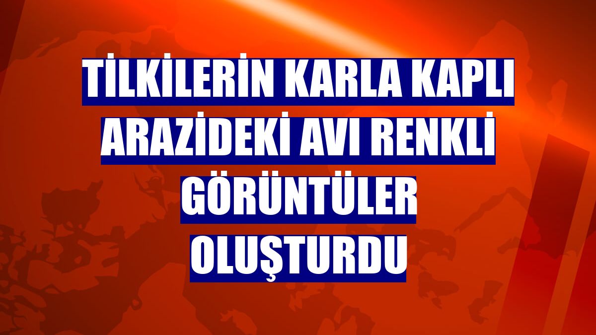 Tilkilerin karla kaplı arazideki avı renkli görüntüler oluşturdu
