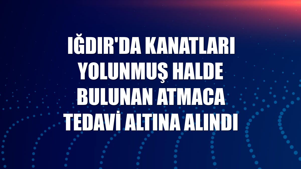 Iğdır'da kanatları yolunmuş halde bulunan atmaca tedavi altına alındı