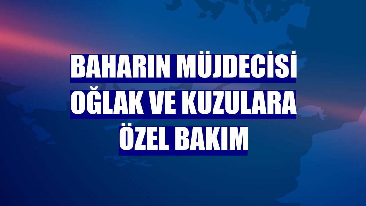 Baharın müjdecisi oğlak ve kuzulara özel bakım