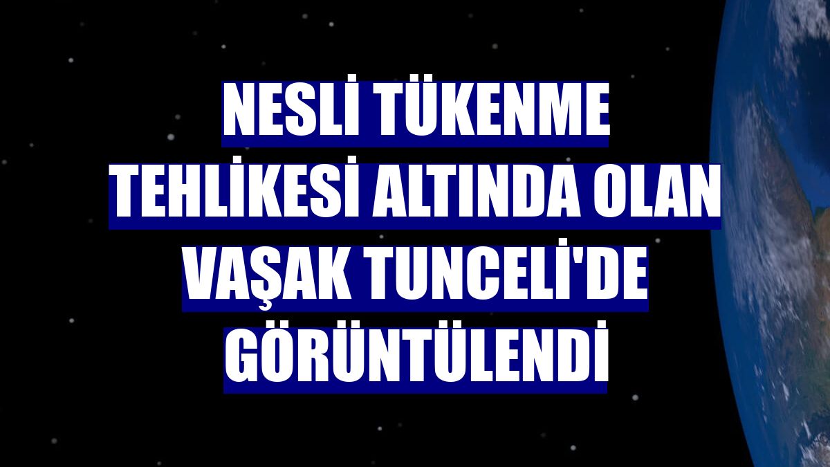 Nesli tükenme tehlikesi altında olan vaşak Tunceli'de görüntülendi