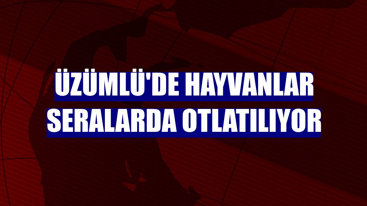 Üzümlü'de hayvanlar seralarda otlatılıyor