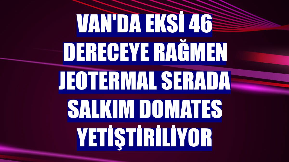 Van'da eksi 46 dereceye rağmen jeotermal serada salkım domates yetiştiriliyor