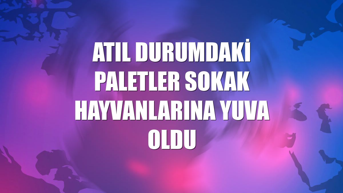 Atıl durumdaki paletler sokak hayvanlarına yuva oldu