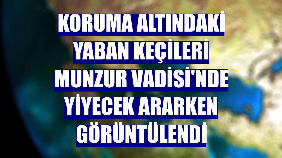 Koruma altındaki yaban keçileri Munzur Vadisi'nde yiyecek ararken görüntülendi