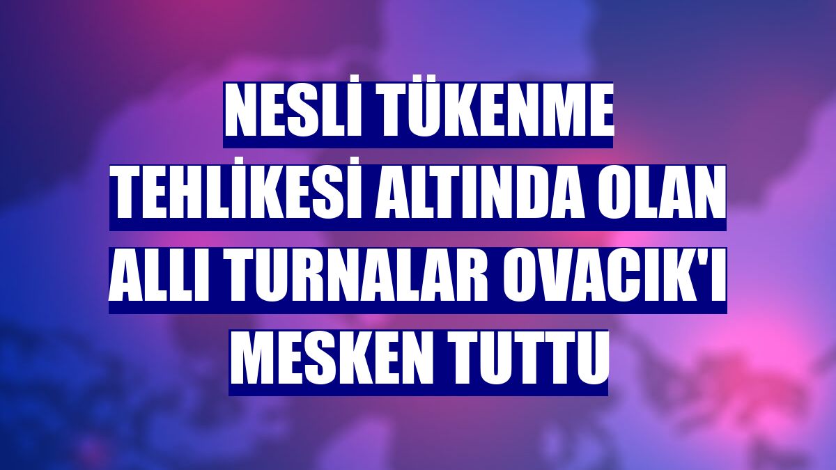 Nesli tükenme tehlikesi altında olan allı turnalar Ovacık'ı mesken tuttu