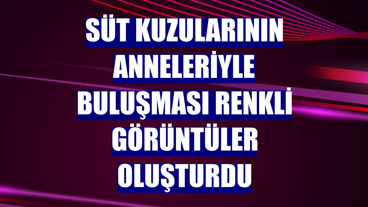Süt kuzularının anneleriyle buluşması renkli görüntüler oluşturdu