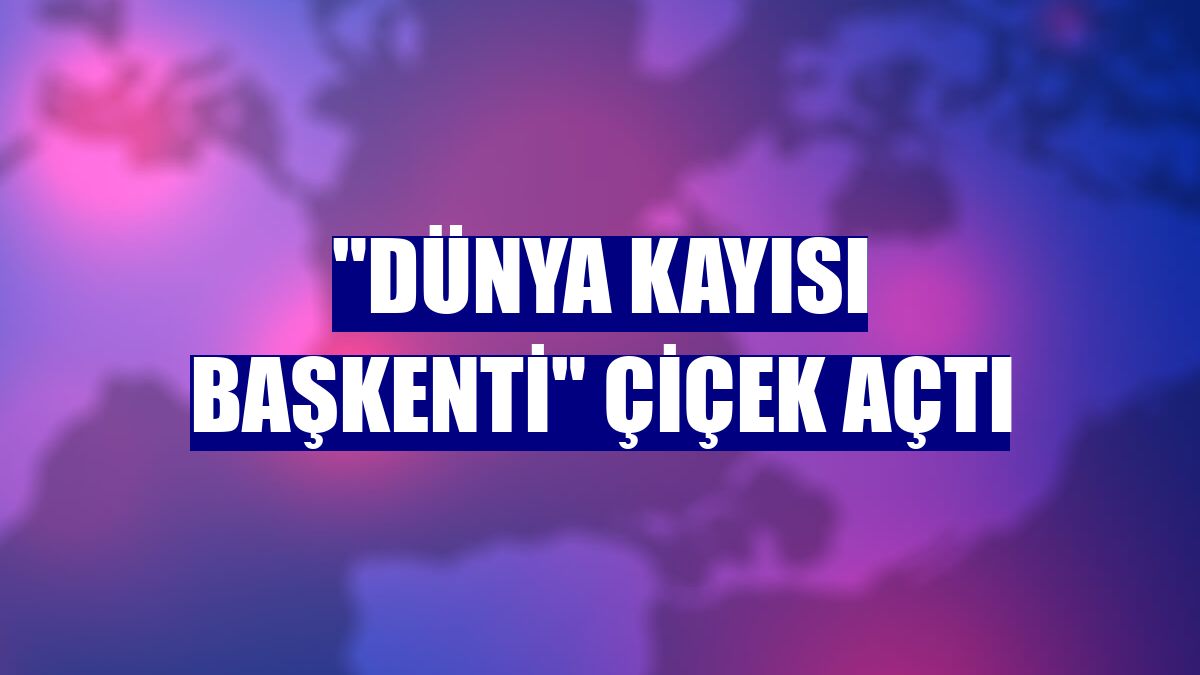 "Dünya kayısı başkenti" çiçek açtı