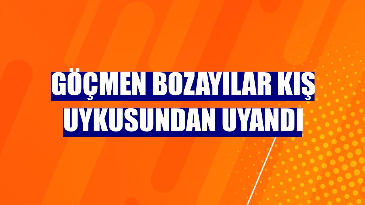 Göçmen bozayılar kış uykusundan uyandı