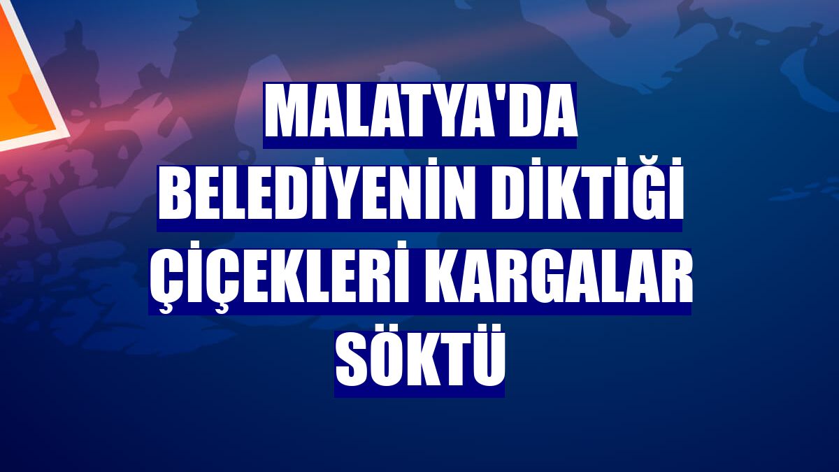 Malatya'da belediyenin diktiği çiçekleri kargalar söktü