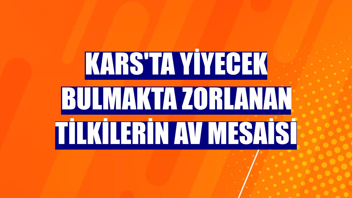 Kars'ta yiyecek bulmakta zorlanan tilkilerin av mesaisi