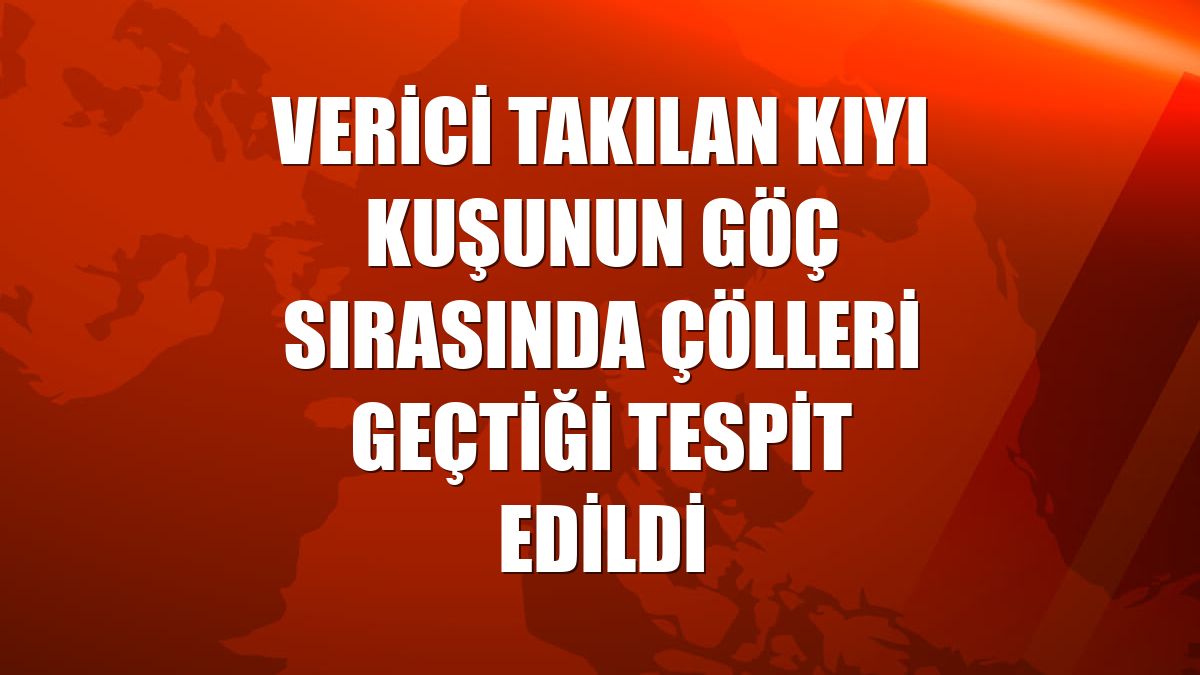 Verici takılan kıyı kuşunun göç sırasında çölleri geçtiği tespit edildi