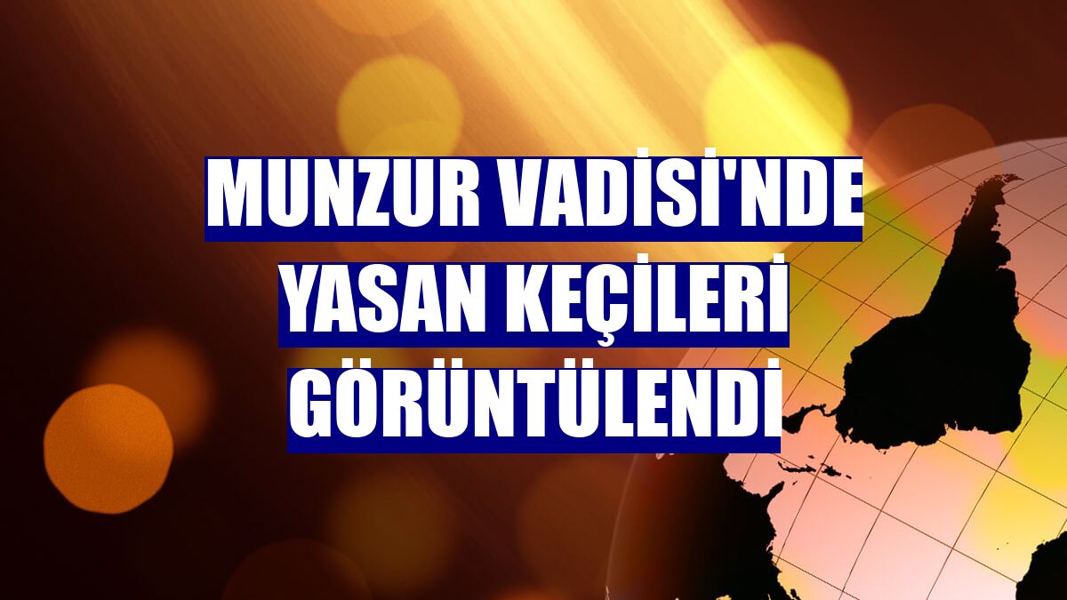 Munzur Vadisi'nde yasan keçileri görüntülendi