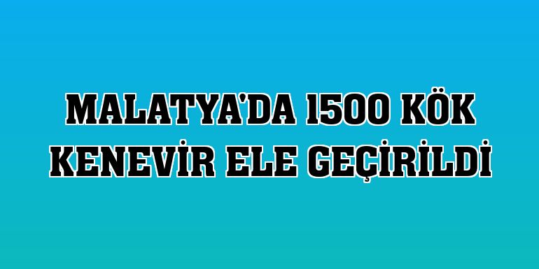 Malatya'da 1500 kök kenevir ele geçirildi